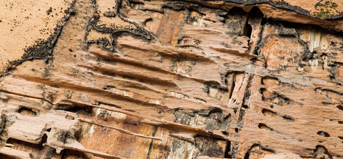 termites-damage-control News
